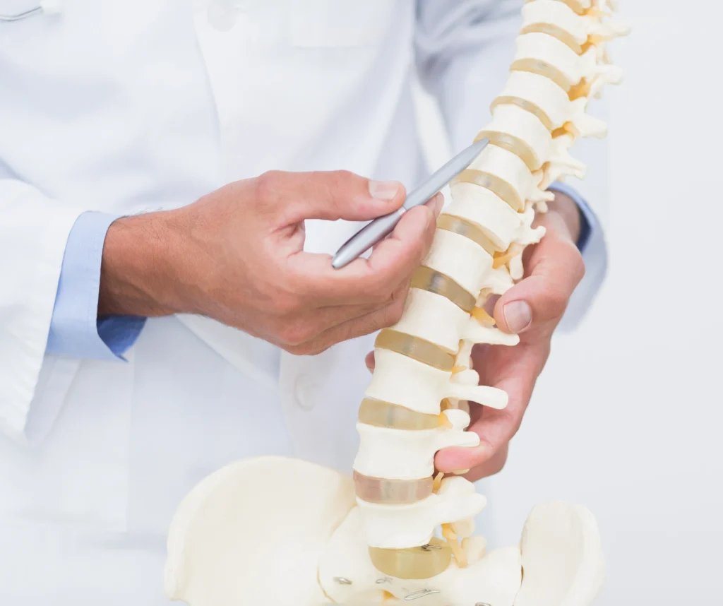 Model of a spine